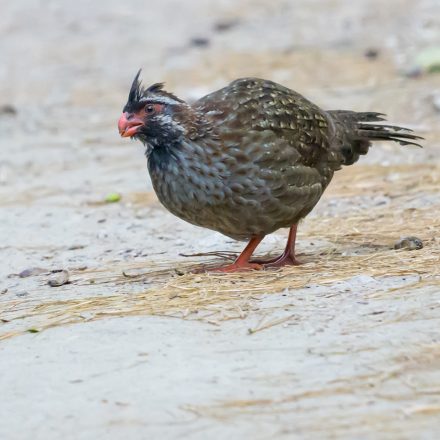Long-tailed Wood-Partridge