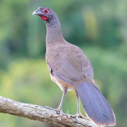 West Mexican Chachalaca