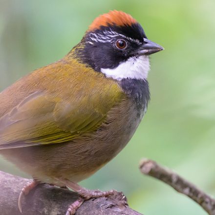Collared Towhee