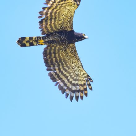 Black Hawk-Eagle