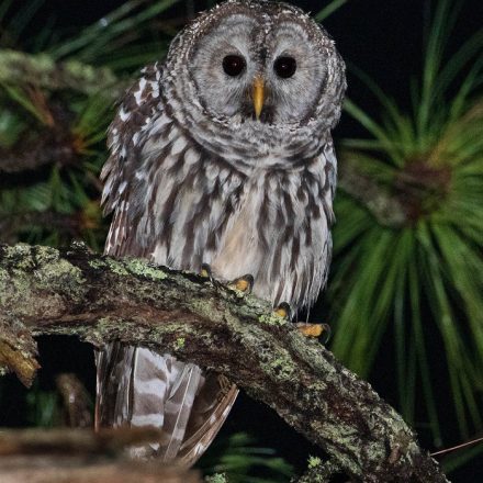 Cinereous Owl