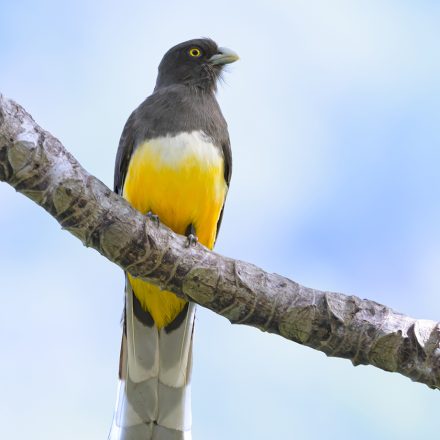 Citreoline Trogon